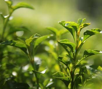Money matters: How green are your precious savings?