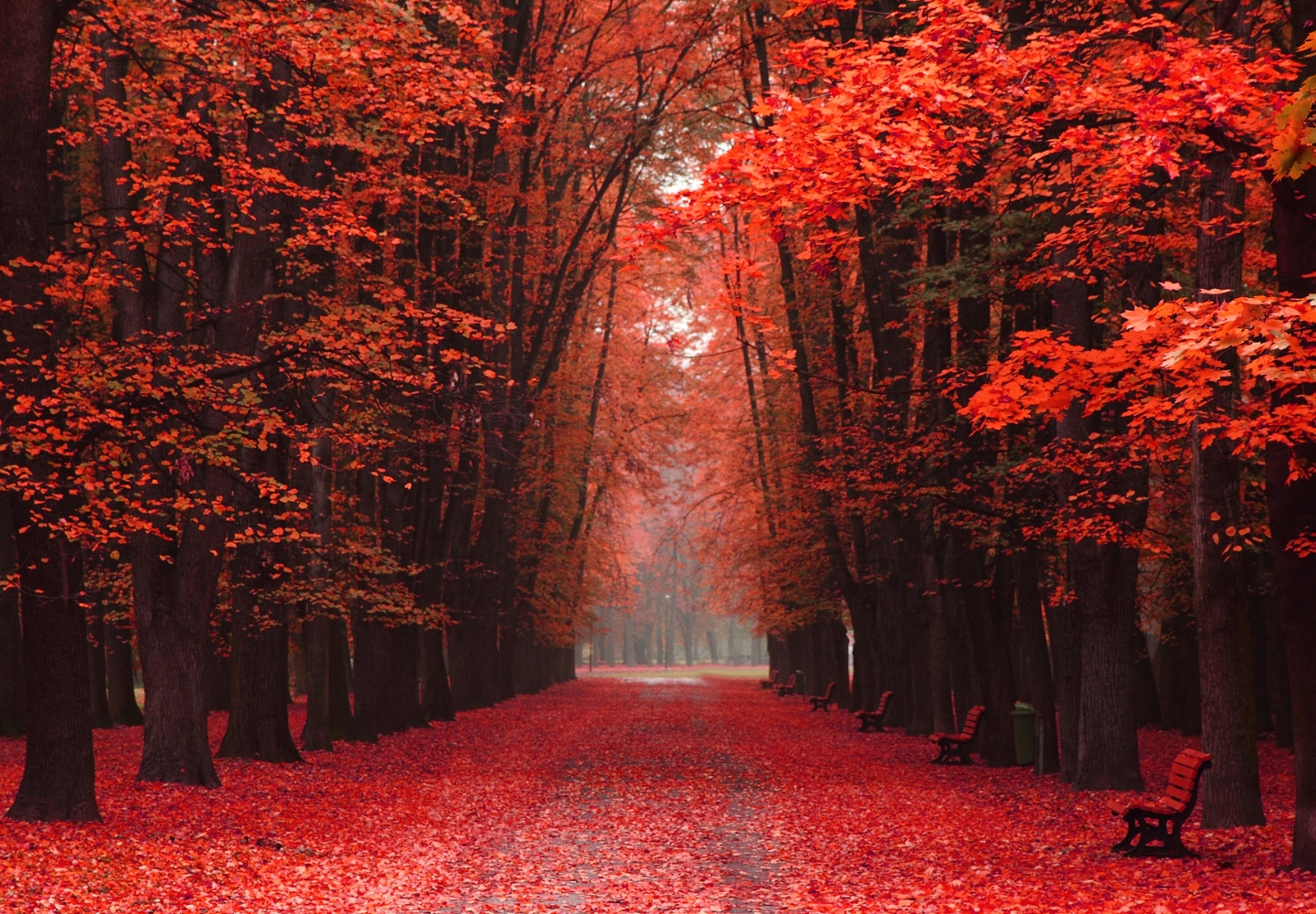 forest-with-red-leaves