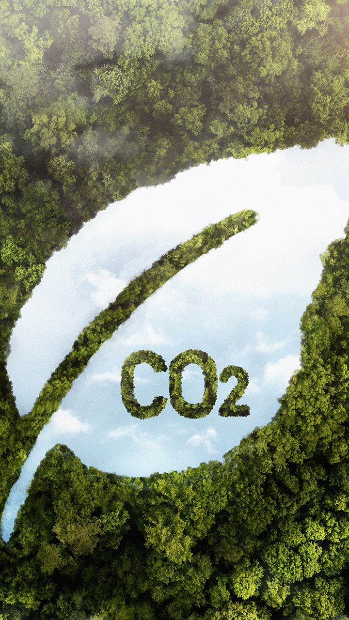 view-green-forest-trees-with-co2