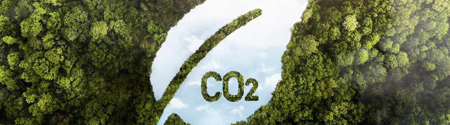 view-green-forest-trees-with-co2